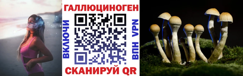 Купить где  Дрезна  Галлюциногенные грибы Psilocybe 